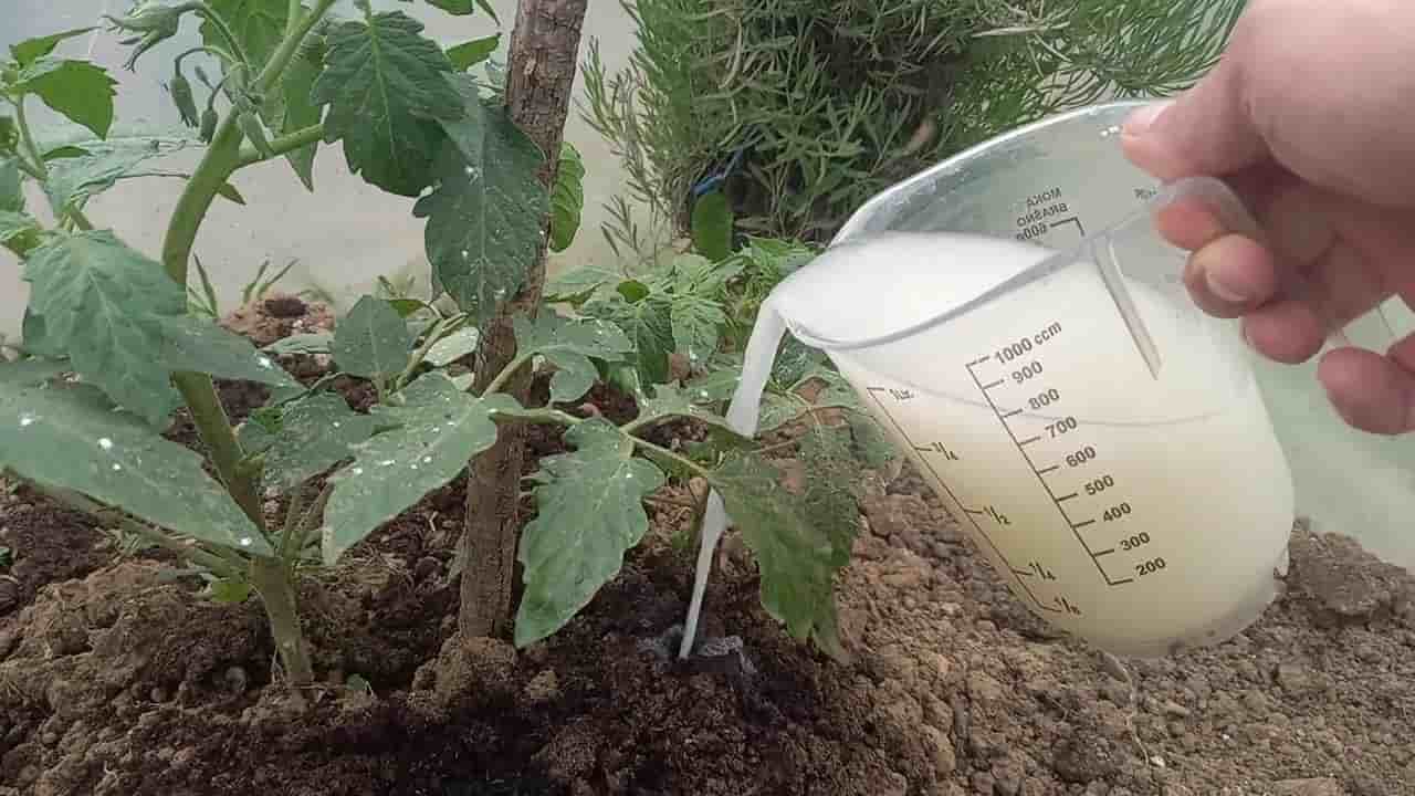 تصویر 2 از کود مرغی اگری پیرون متعادل ساز بستر کشت